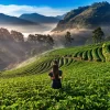 5 Days Darjeeling Tour Package - Darjeeling | Gangtok