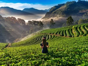 Darjeeling 1 5 Days Darjeeling Tour Package