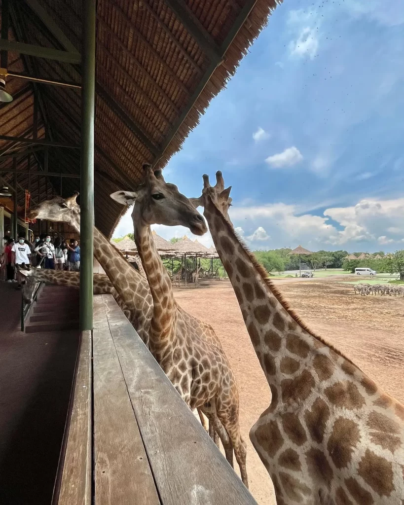 Thailand Tour Packages - Safari World